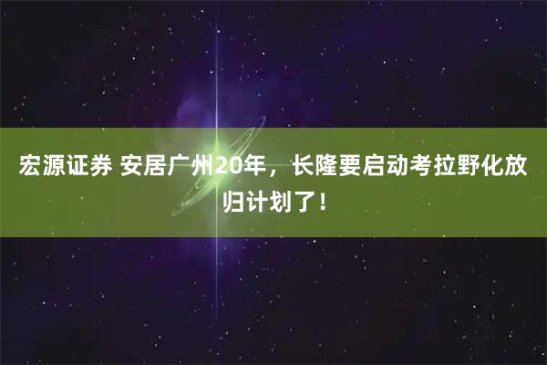 宏源证券 安居广州20年，长隆要启动考拉野化放归计划了！